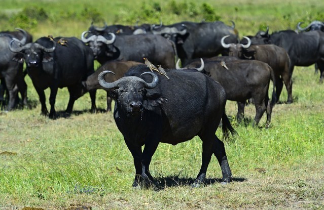 African Buffalo in the African savannah Masai Mara